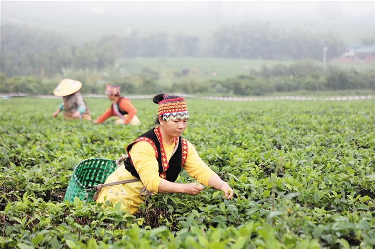 海南白沙:“陨坑茶”走出经济发展新路子(图3) 白沙_白沙烟_白沙古镇
