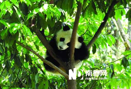 重庆到雅安_雅安之窗_雅安