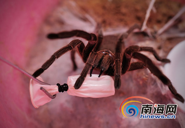 五指山在哪里_五指山_五指山必去的三个景点