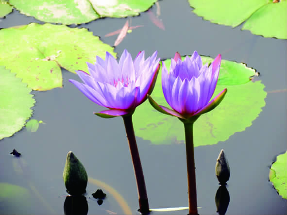 如东挂牌超24万方商业用地如意湾建设拉开帷幕(图2) 如东_如东县_如东天气