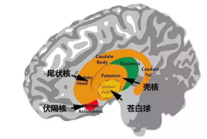 记忆力不好吃什么_记忆的方法图像记忆_记忆：