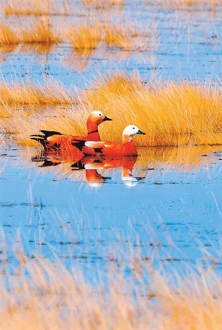 酒泉是哪个省_酒泉红柳_酒泉