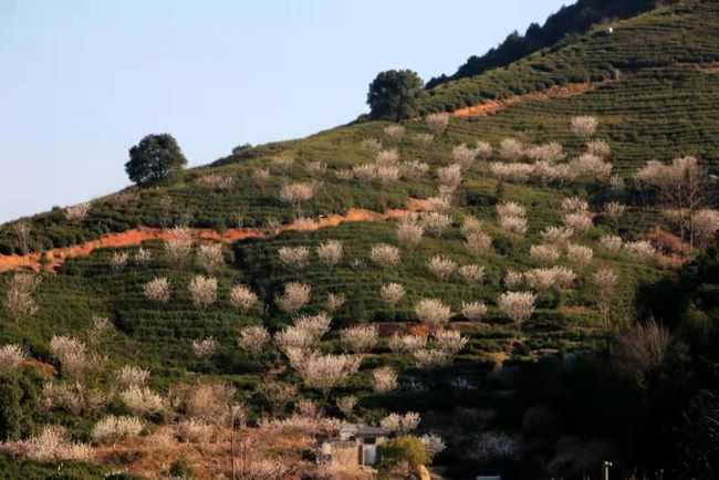 海南白沙:“陨坑茶”助推茶旅融合发展(图3) 白沙参_白沙_白沙古镇