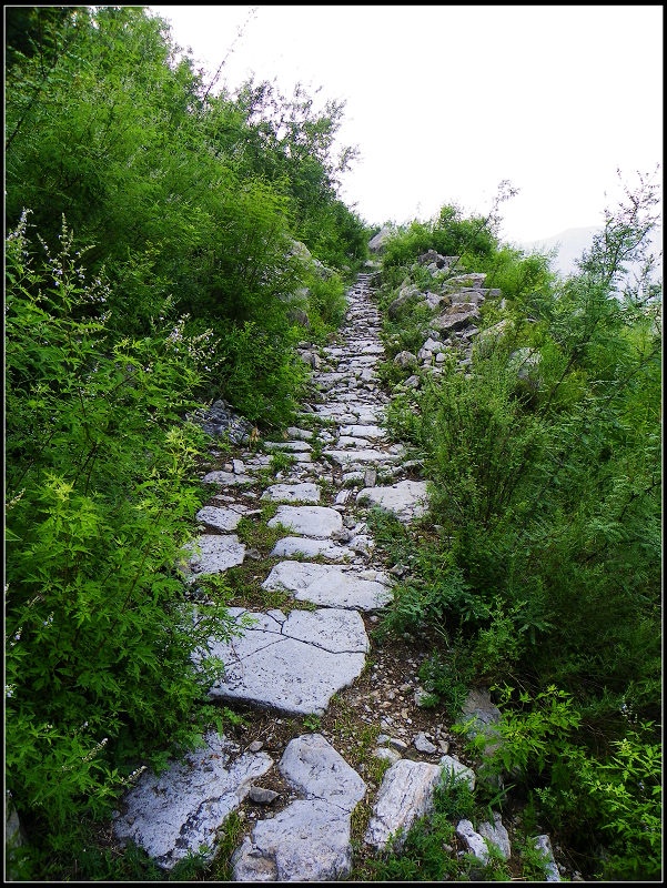 勐海县南糯山茶厂_山南_南山南