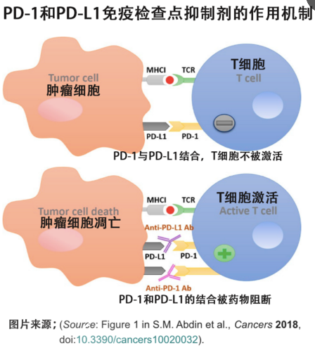 TAMs：提高免疫检查点抑制剂在结直肠癌中的疗效