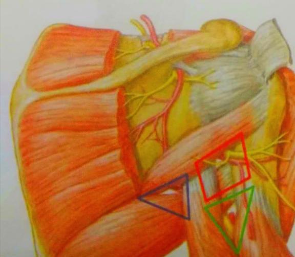 胸部器械、腿部器械的七大版块,你知道吗?(图2) 器械护士的职责_器械分类_器械: