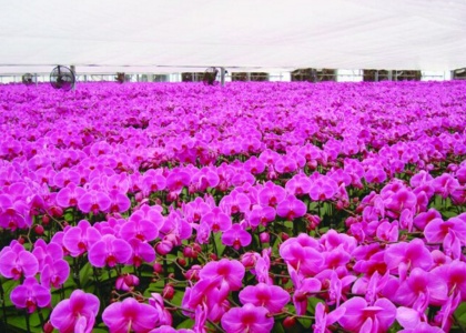 外媒走读肇庆首站走访德庆东圃农业园区(图2) 肇庆天气_肇庆_肇庆旅游景点