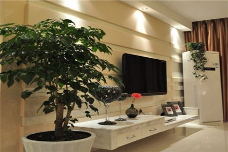 提高孩子成绩风水植物_植物风水_适合放在办公室的风水植物