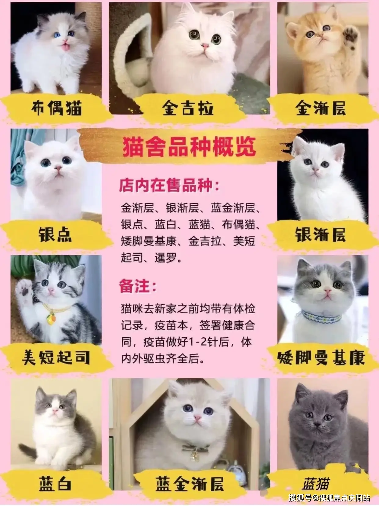 广州一品牌猫咪领养馆内食欲不振致其死亡