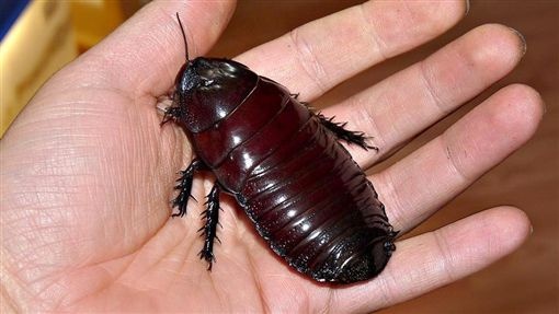 章丘用蟑螂吃垃圾卫生种群控制存疑3亿只“美洲大蠊”(图2) 餐厨_厨餐一体设计_厨餐一体很后悔