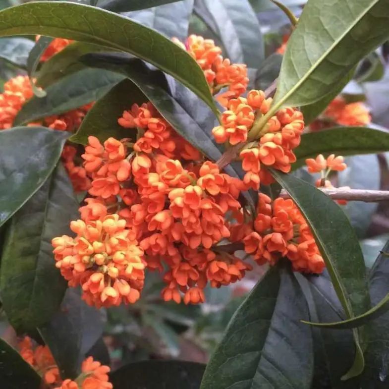 三千年读史,不名利禄,终归诗酒田园(图2) 提高孩子成绩风水植物_植物风水_风水植物什么最好