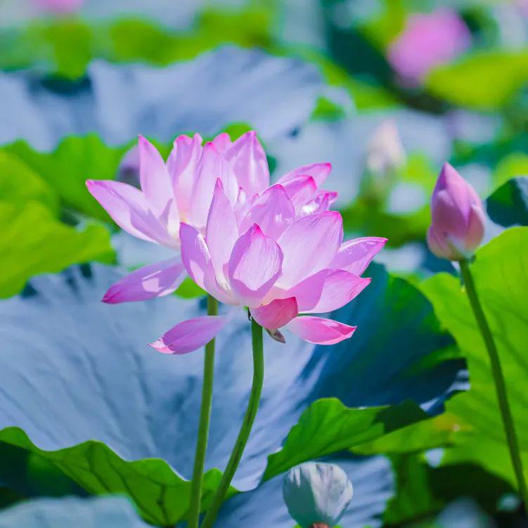 景区共享观光车_景区生态旅游公厕_景区：