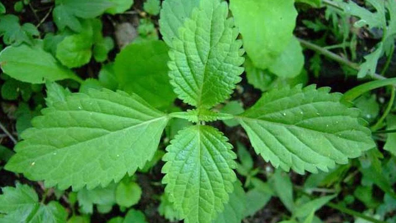 武清新伟祥:网络营销可以在八个方面发挥作用(图1) 网络营销_营销网络怎么写_营销网络用语