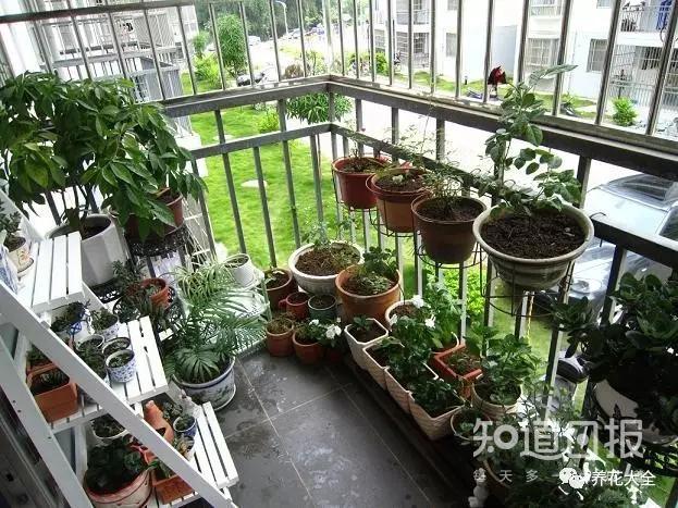 植物风水_女领导办公室最旺风水植物_风水植物最好养哪几种