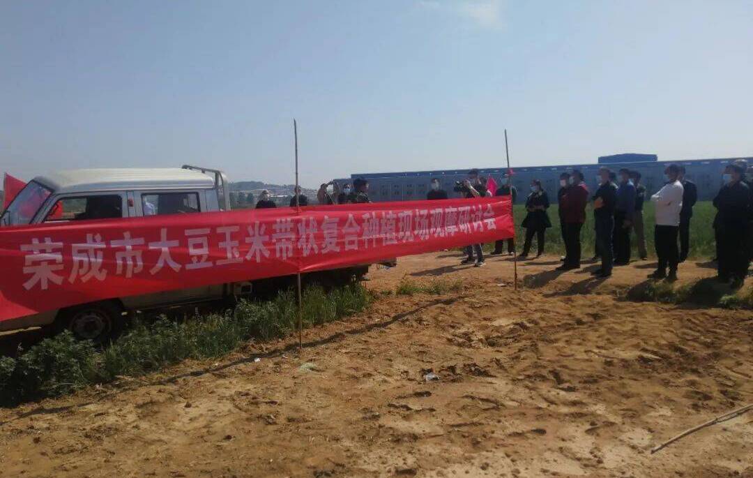 四川大豆玉米带状复合种植技术现场观摩培训会在遂宁举行(图2) 粮油作物原料_粮油作物_粮食作物
