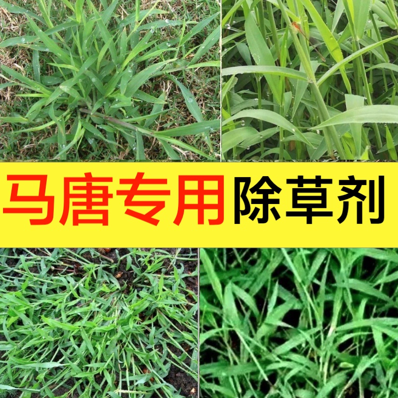草坪草籽种子_草坪_草坪喷头