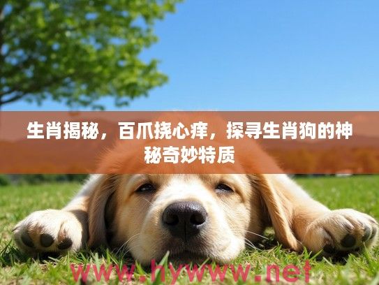 生肖揭秘，百爪挠心痒，探寻生肖狗的神秘奇妙特质